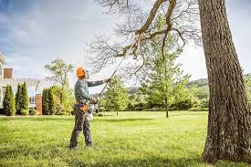 Tree and Shrub Care in Henderson, LA