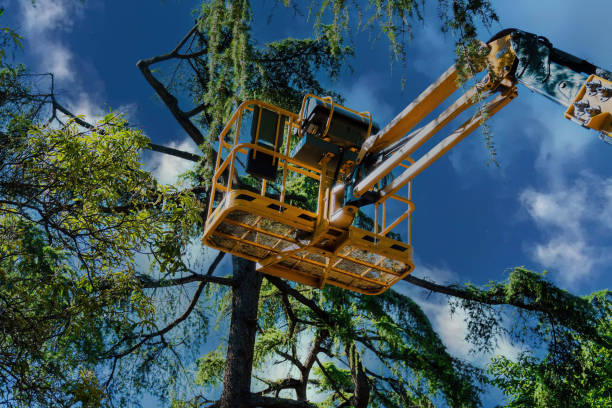 Best Tree Removal Service  in Henderson, LA