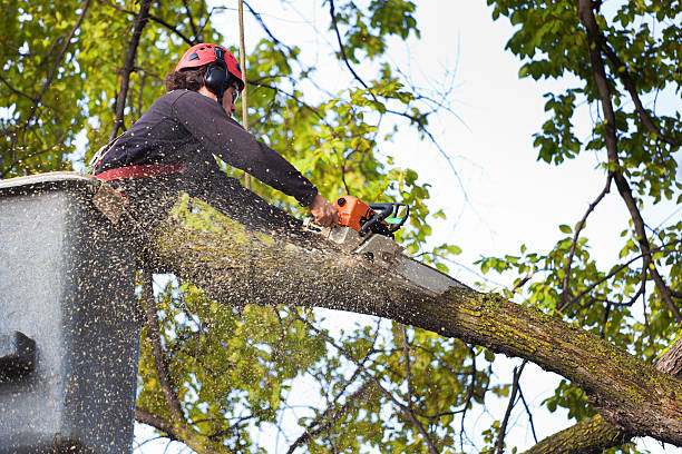 Best Hazardous Tree Removal  in Henderson, LA